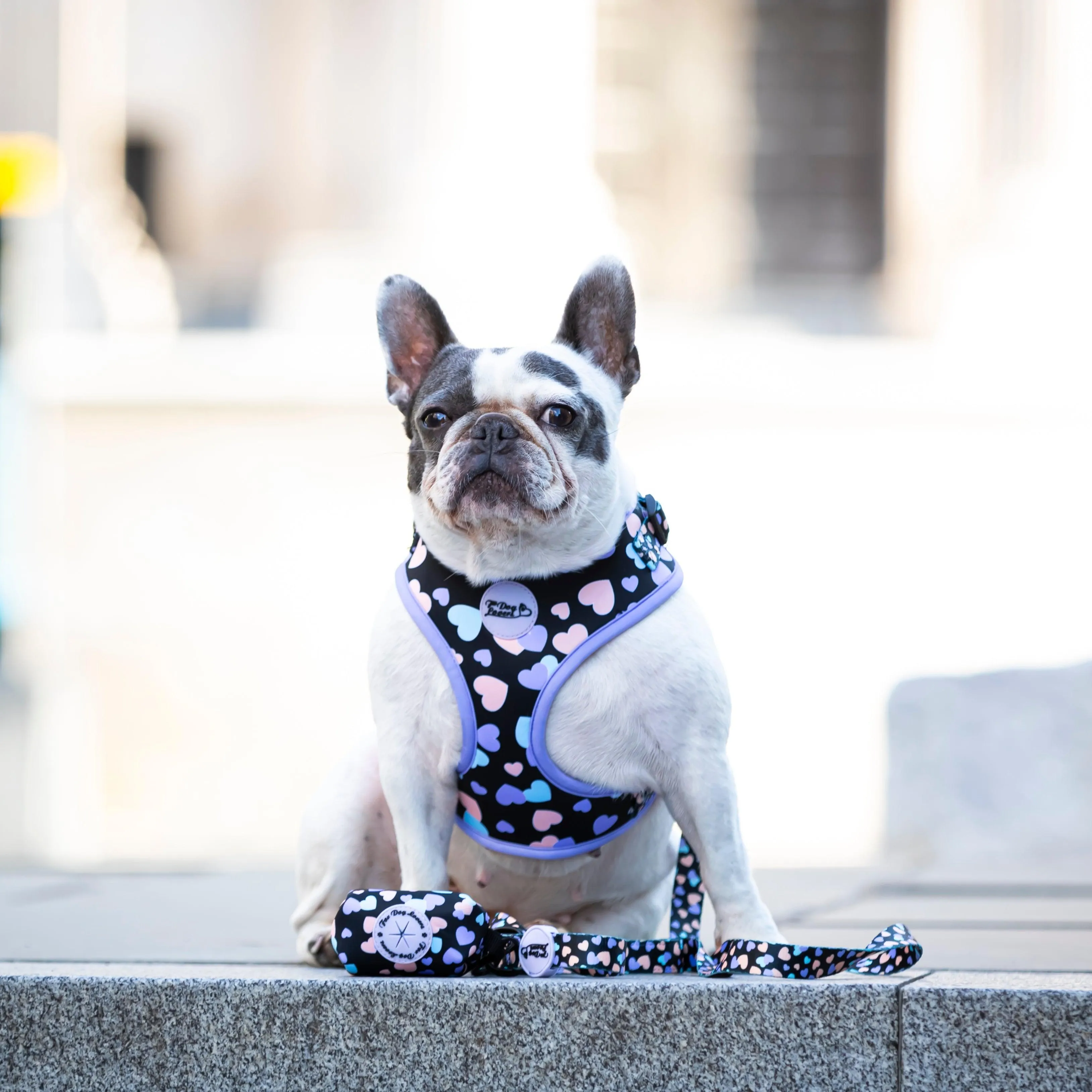 Adjustable Dog Harness All You Need Is Love