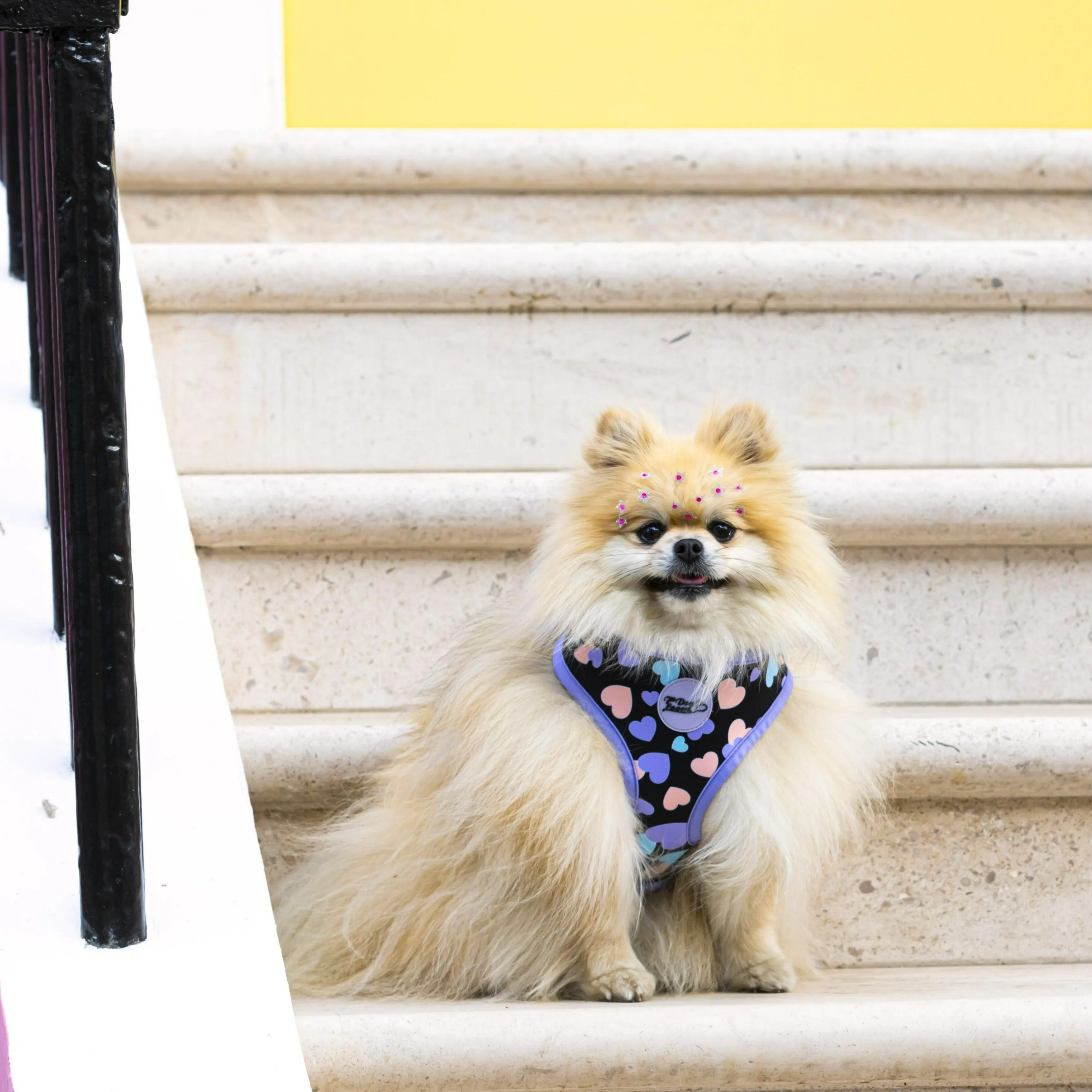 Adjustable Dog Harness All You Need Is Love