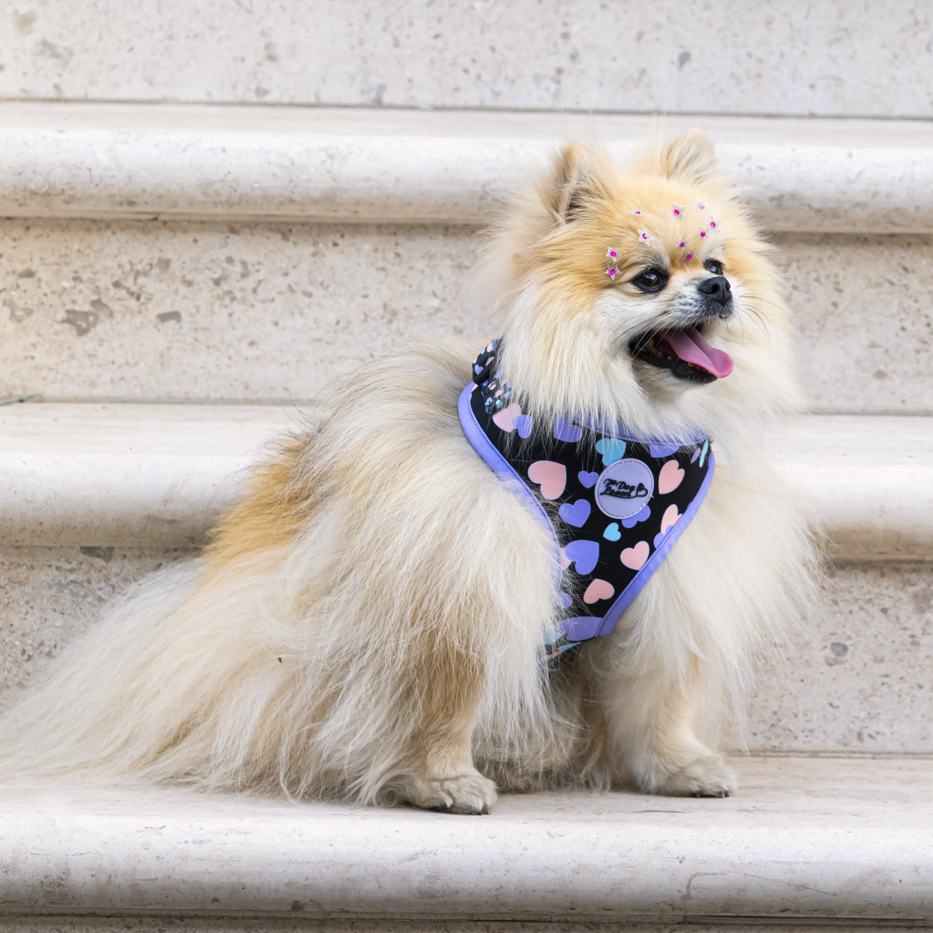 Adjustable Dog Harness All You Need Is Love