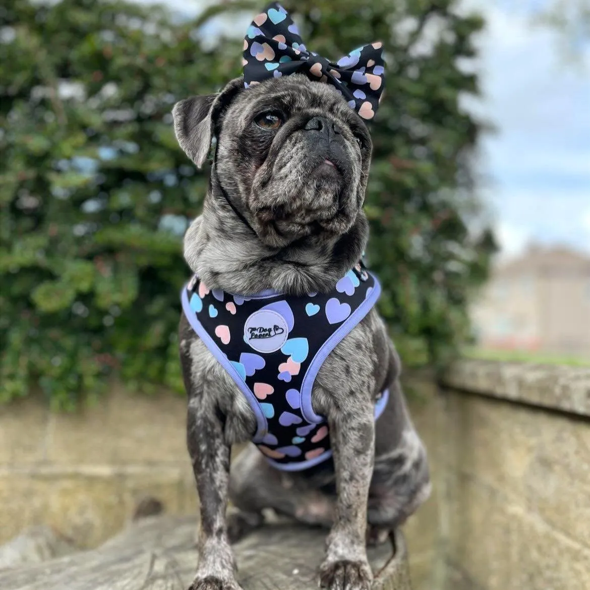 Adjustable Dog Harness All You Need Is Love