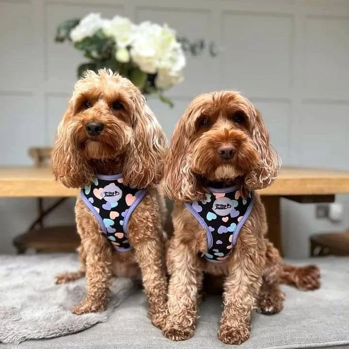 Adjustable Dog Harness All You Need Is Love