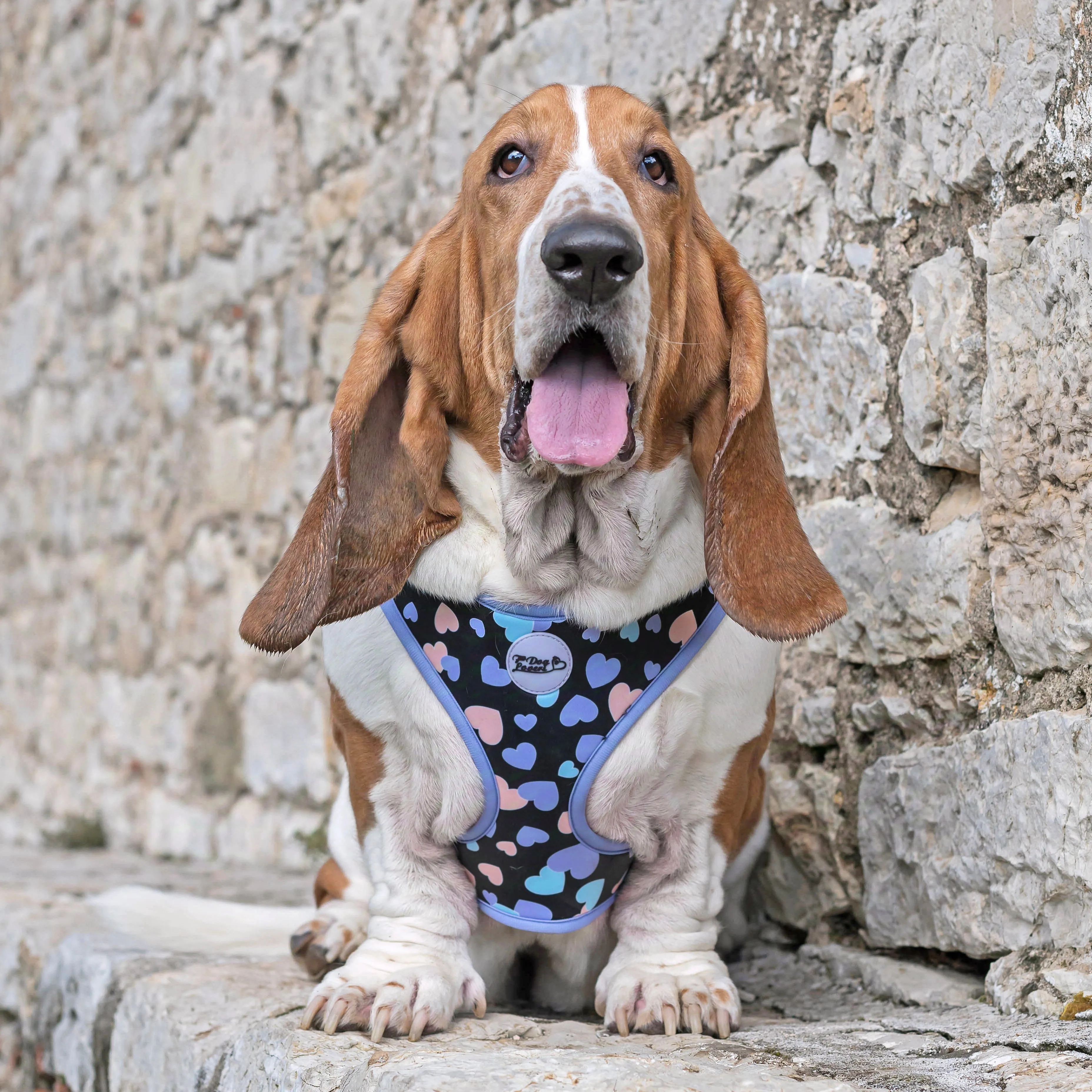 Adjustable Dog Harness All You Need Is Love