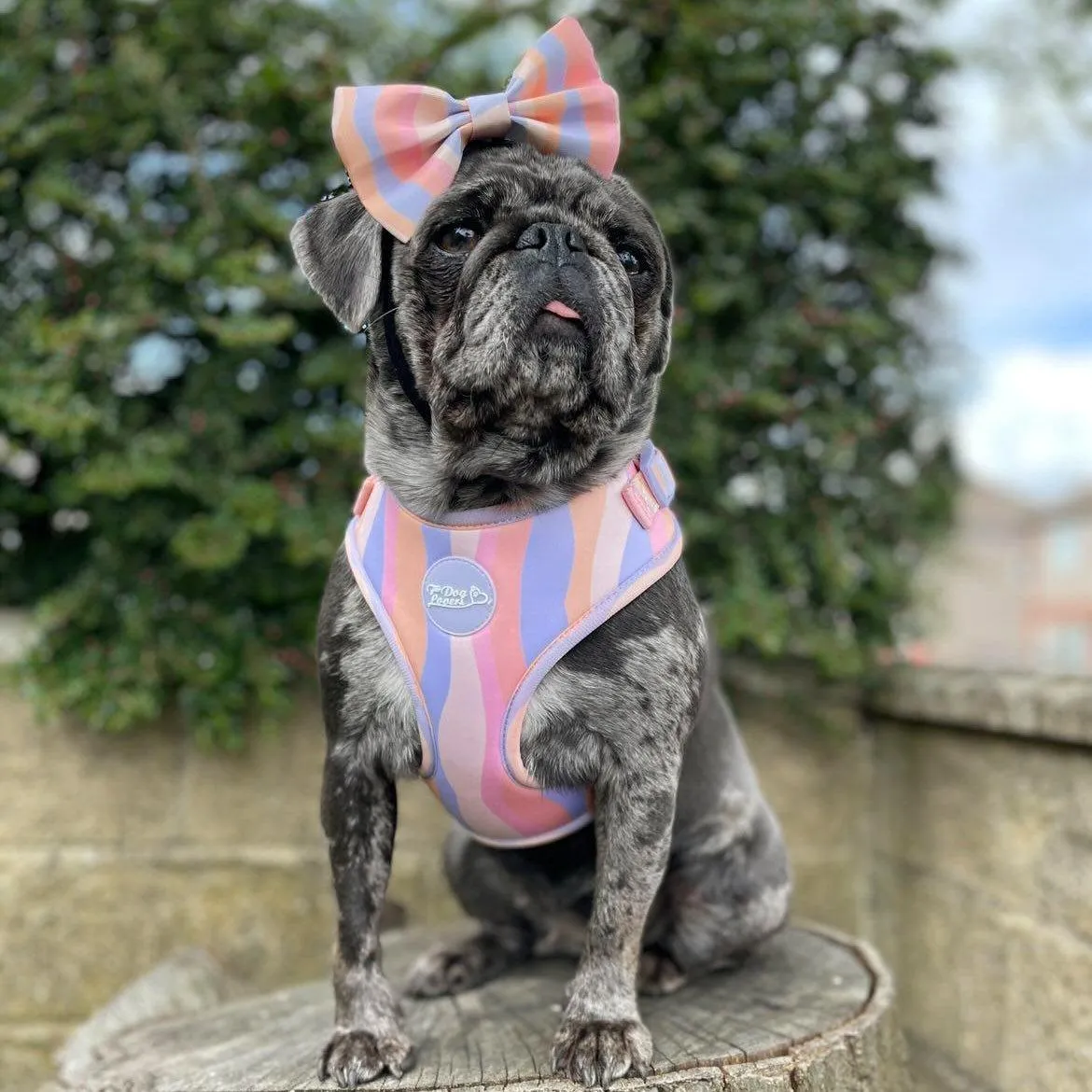 Adjustable Dog Harness Chase Away The Blues