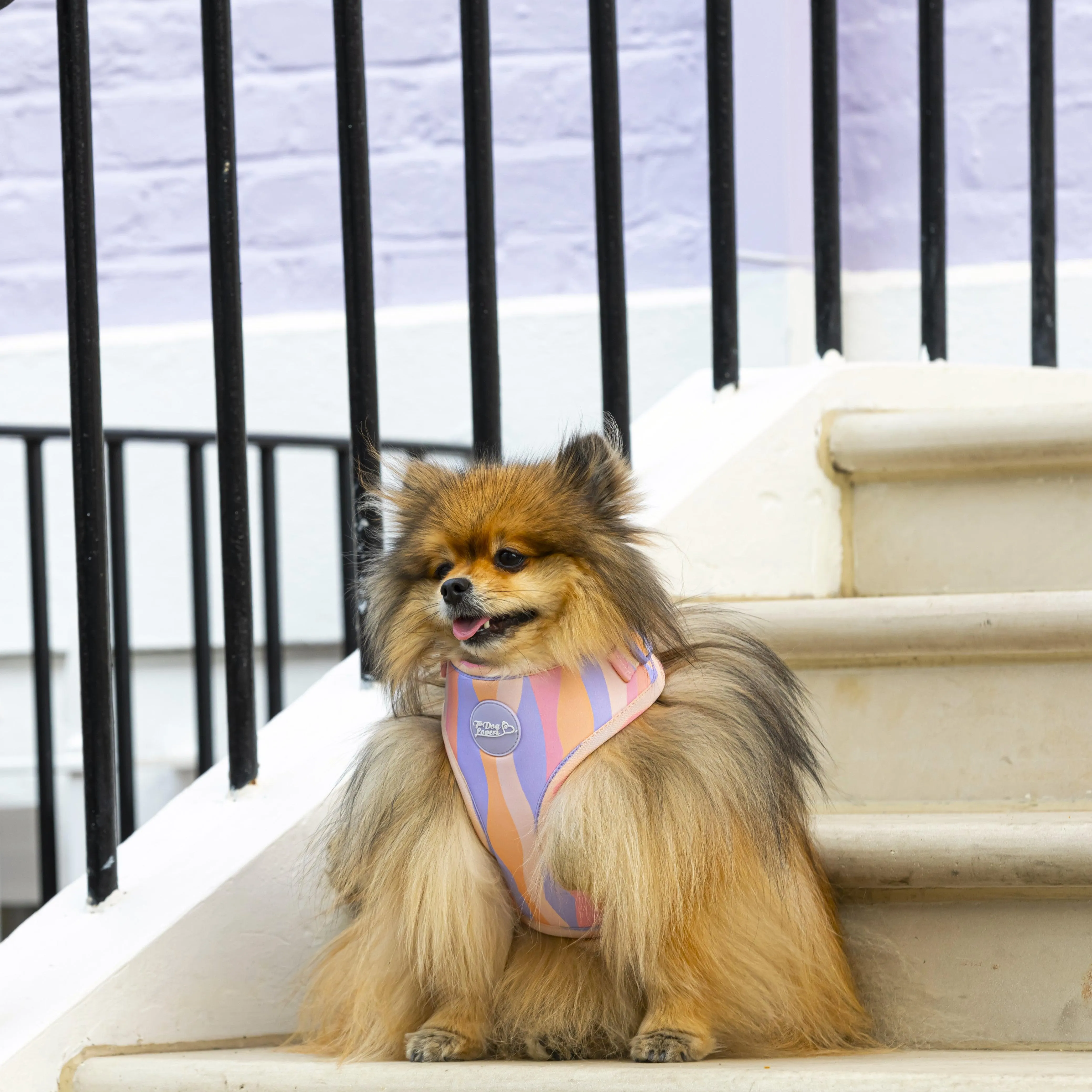 Adjustable Dog Harness Chase Away The Blues