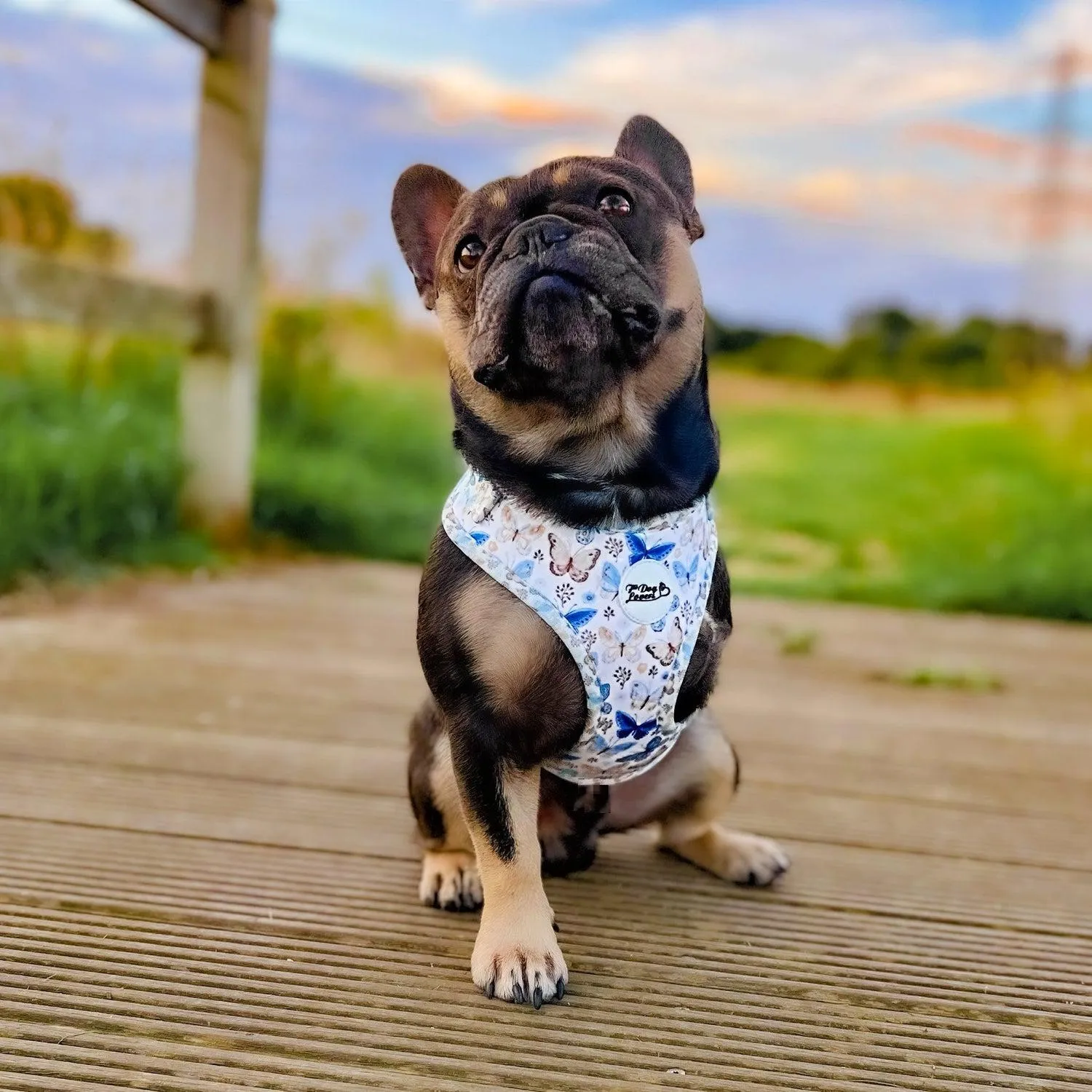 Adjustable Dog Harness Love Revolution