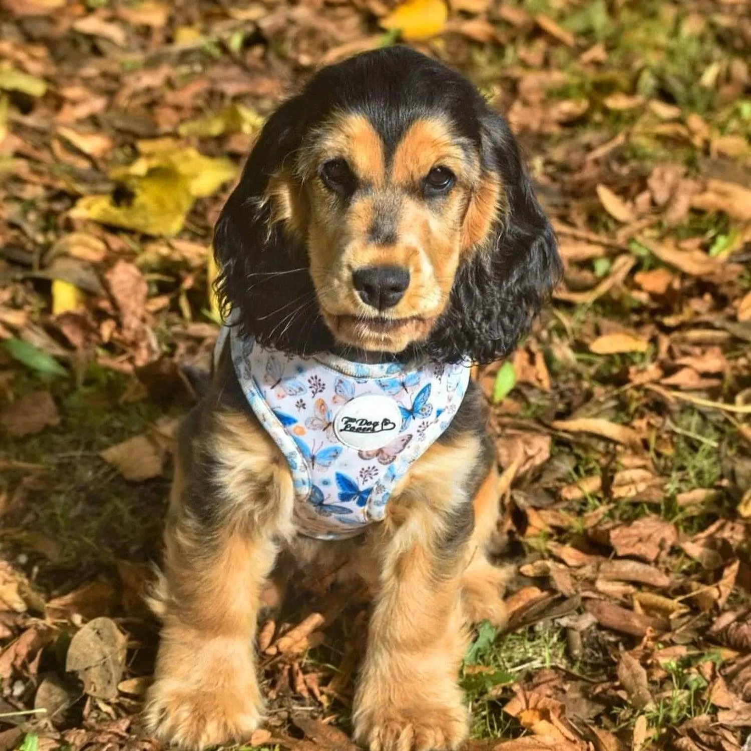 Adjustable Dog Harness Love Revolution