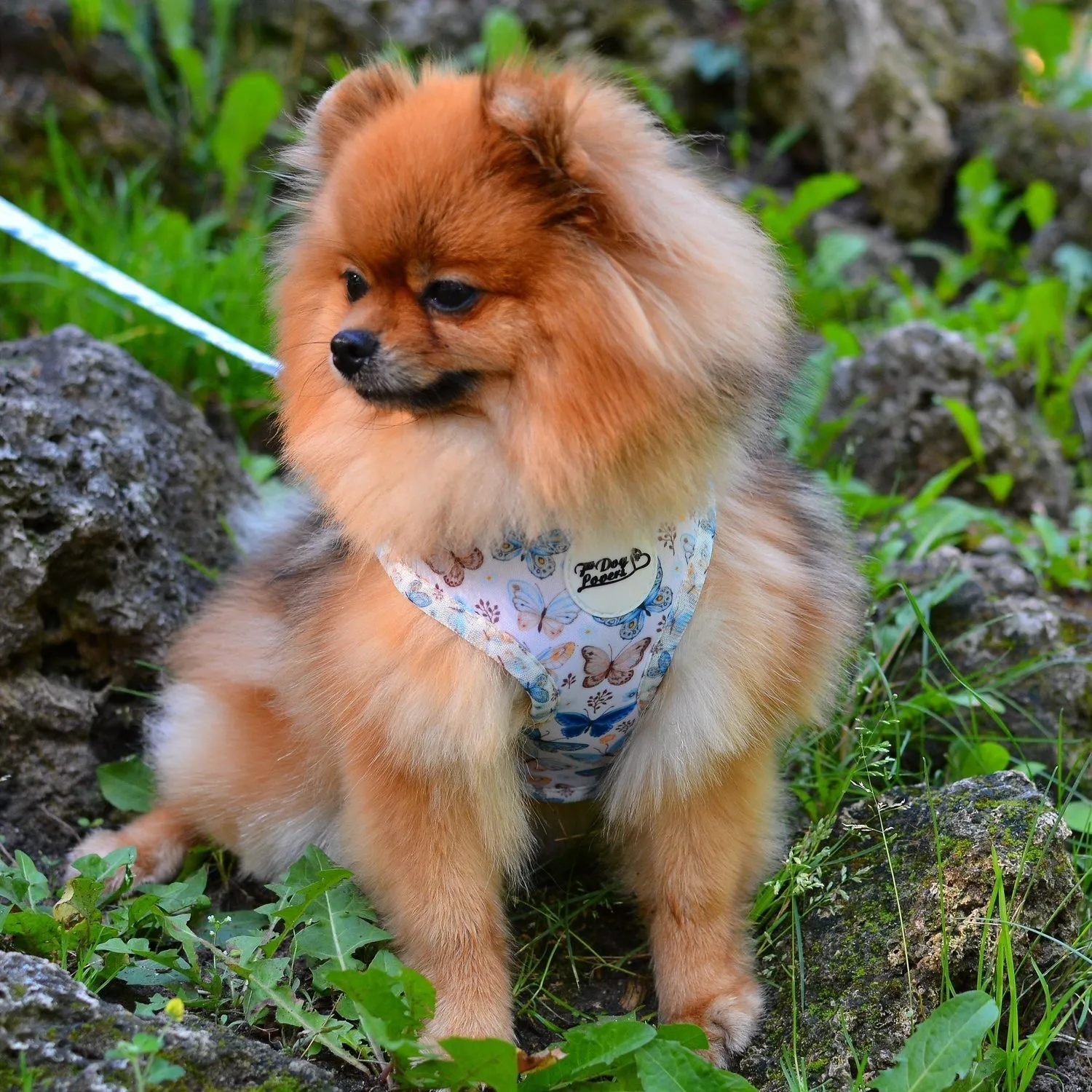 Adjustable Dog Harness Love Revolution
