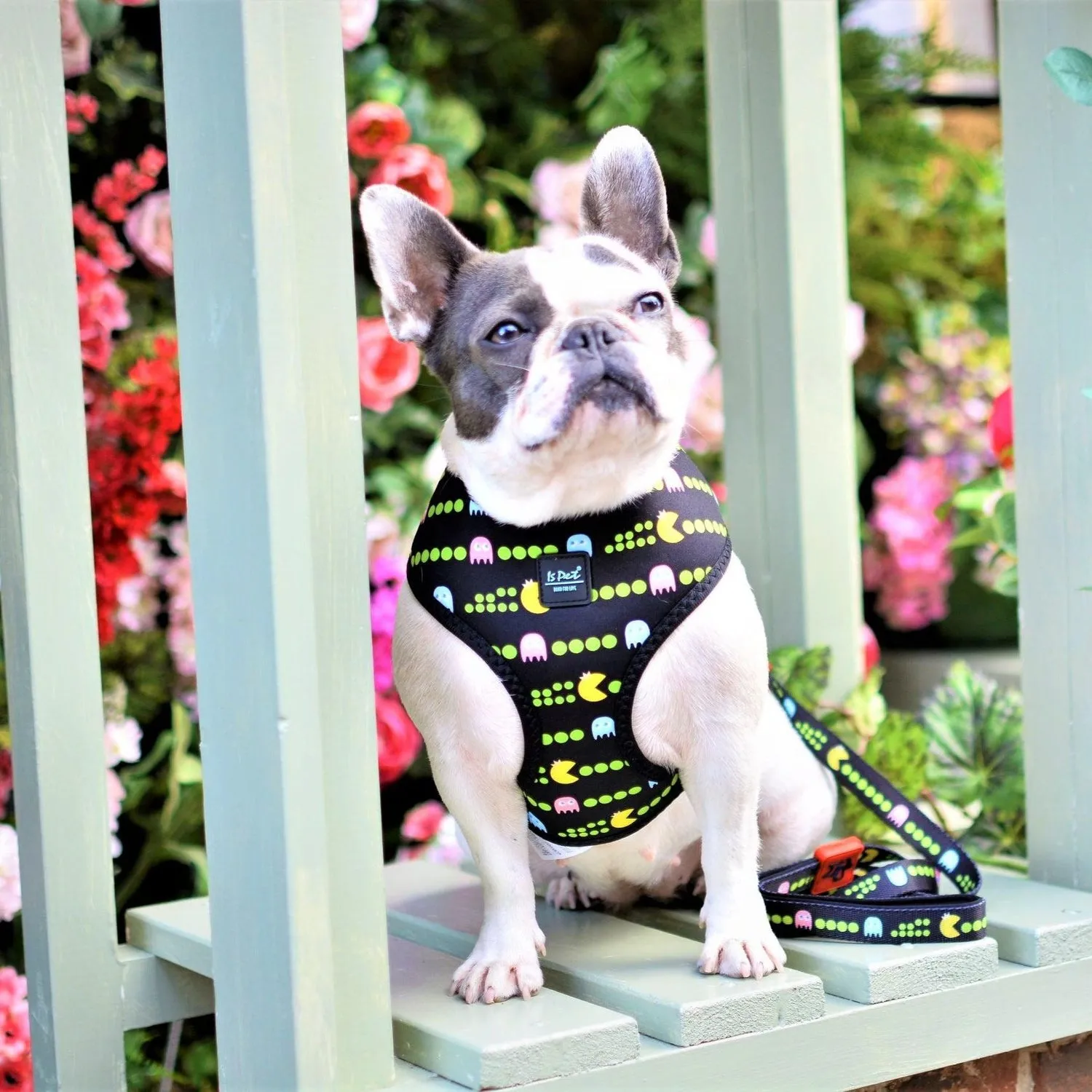 Dog Harness - Pac Man