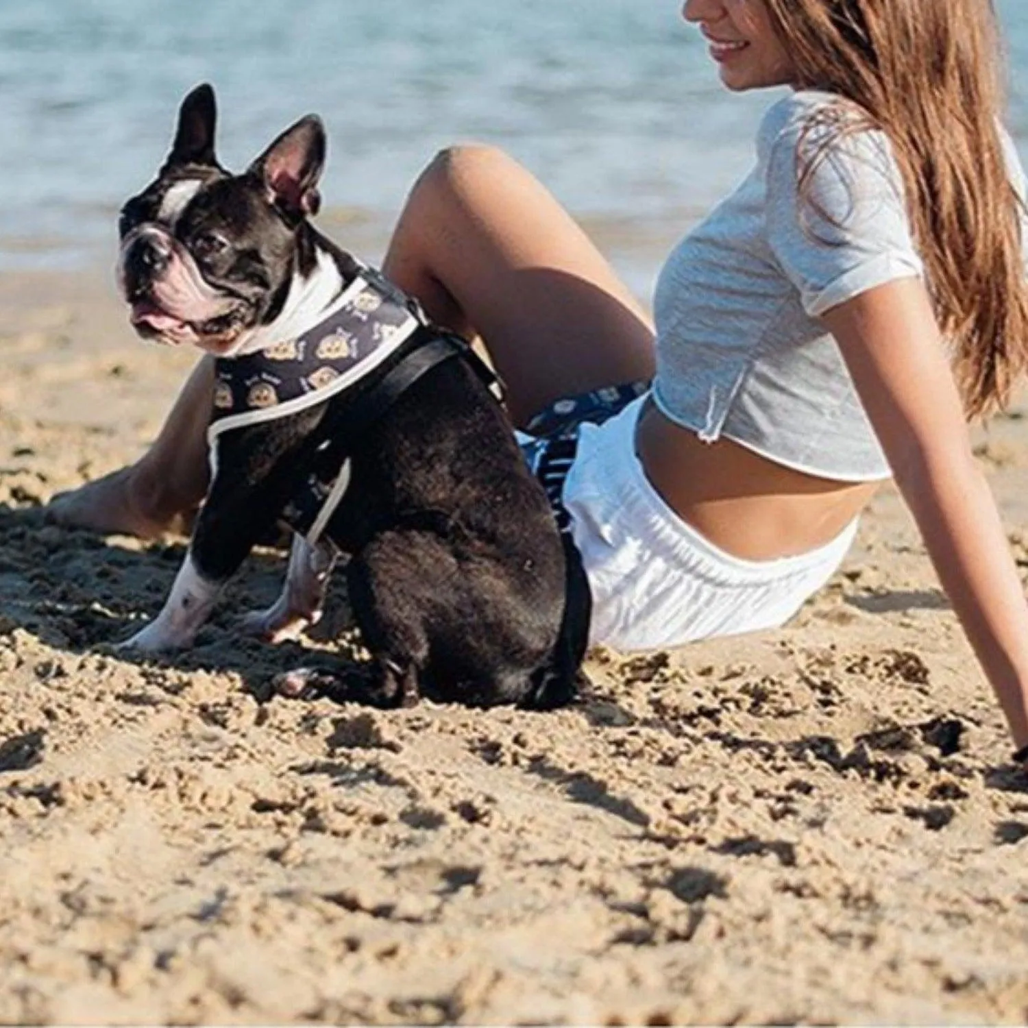 Dog Harness - Teddy Bear