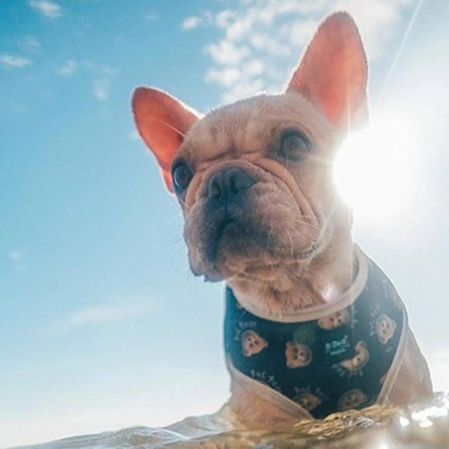 Dog Harness - Teddy Bear