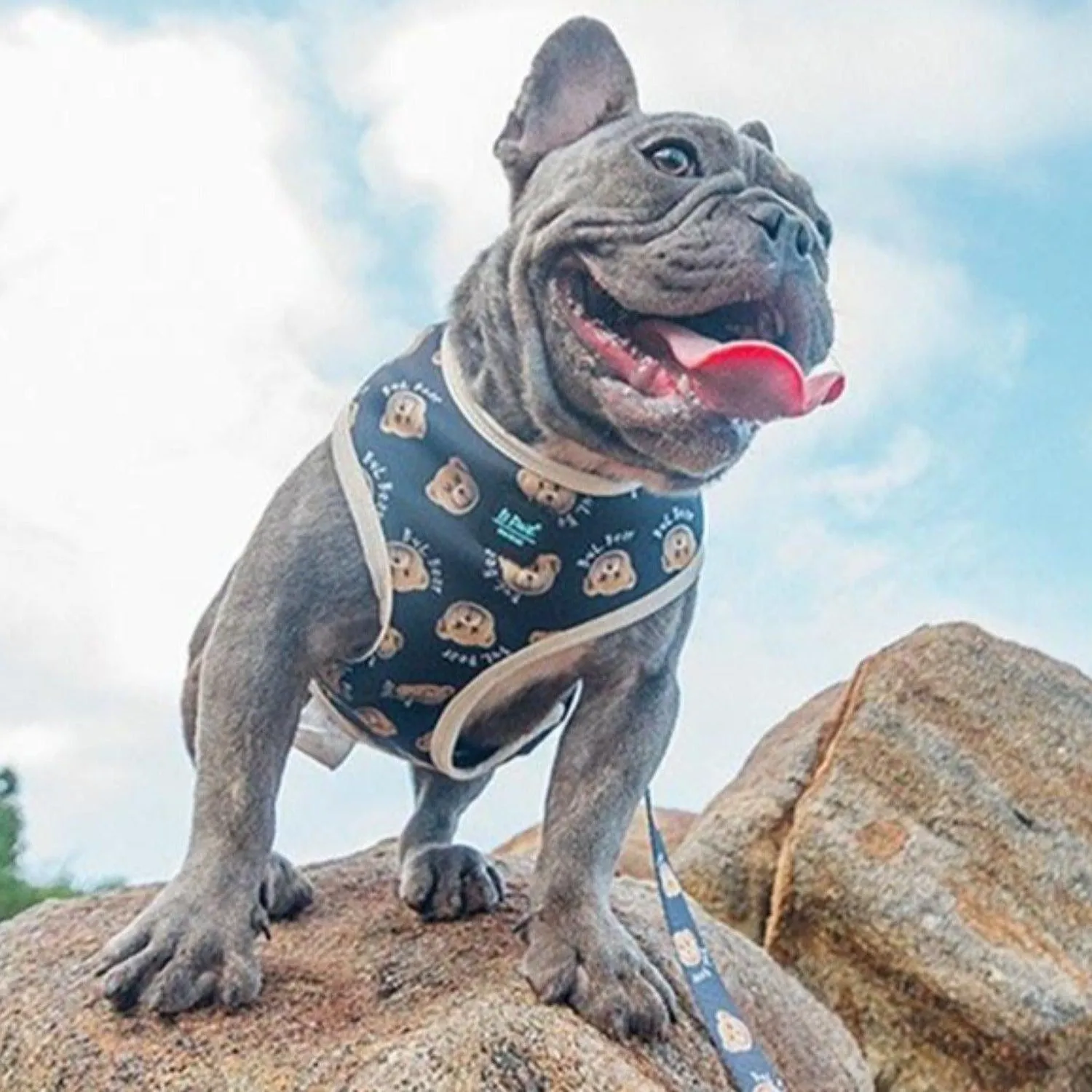Dog Harness - Teddy Bear