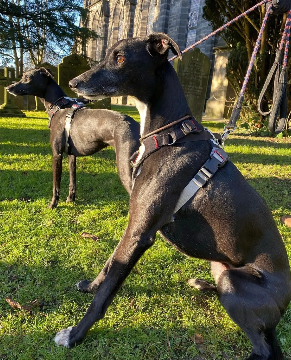 DUO 'Adapt' Original No Slip Dog Harness