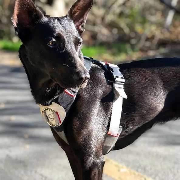 DUO 'Adapt' Original No Slip Dog Harness