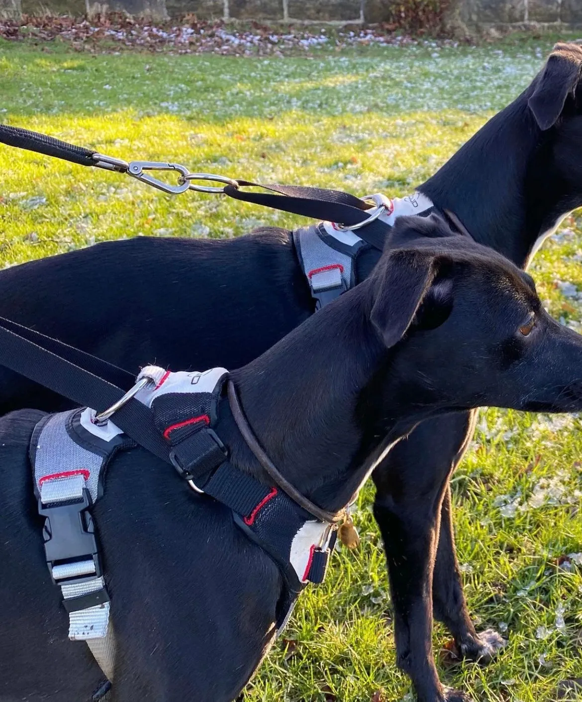 DUO 'Adapt' Original No Slip Dog Harness