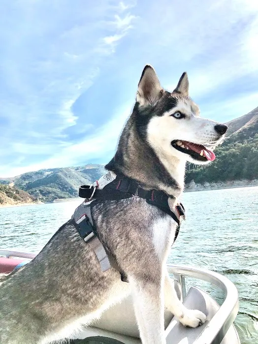 DUO 'Adapt' Original No Slip Dog Harness