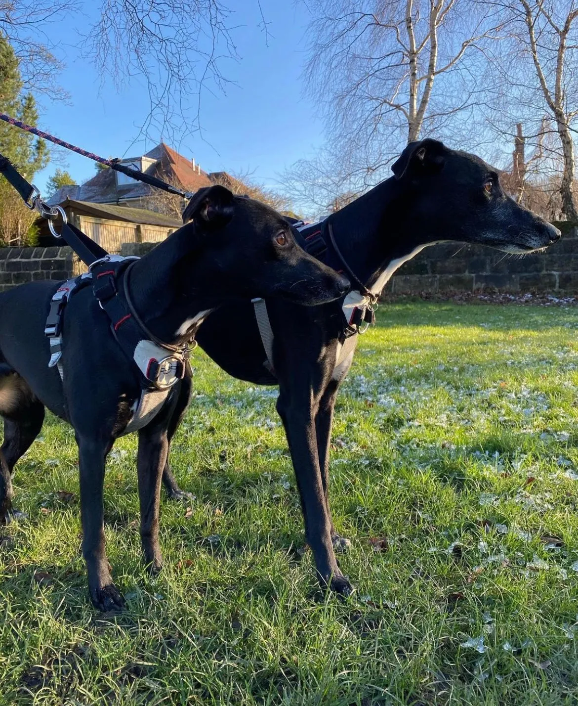 DUO 'Adapt' Original No Slip Dog Harness