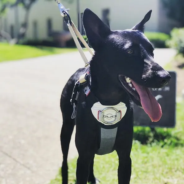 DUO 'Adapt' Original No Slip Dog Harness