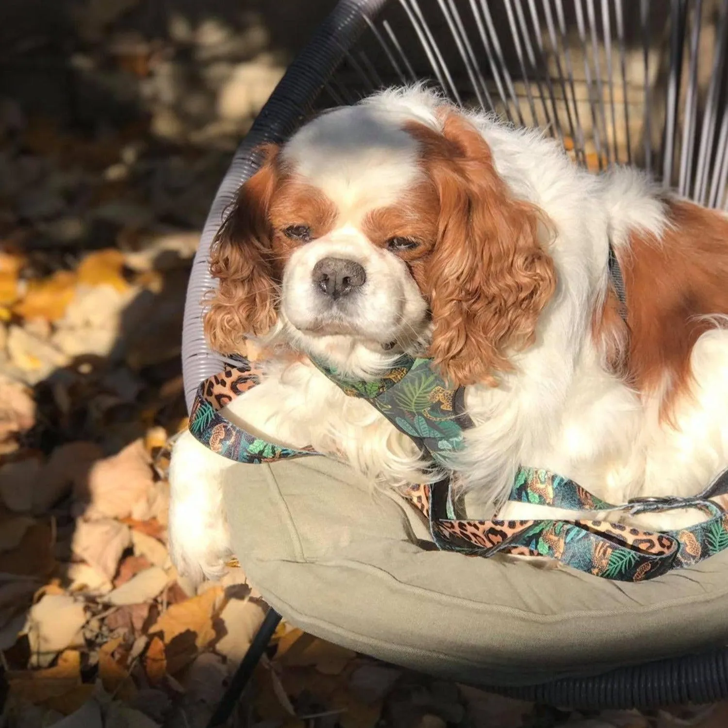 Tropical Reversible Dog Harness